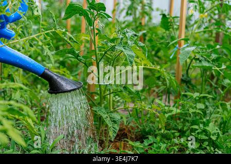 Un jardinier arrose de jeunes plants de tomates avec un arrosoir bleu, favorisant une croissance saine et durable. Ce jardin biologique prospère sur prudent ainsi Banque D'Images
