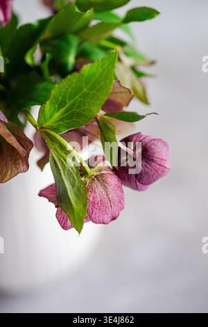 Gros plan d'une fleur d'hellebore rose-violet avec des feuilles vertes fraîches, prise en lumière naturelle douce sur un fond gris propre, évoquant le début du printemps b Banque D'Images