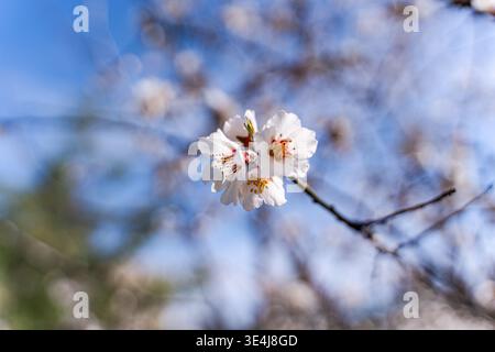 Gros plan de délicates fleurs d'amandiers au printemps, de pétales blancs et d'étamines roses sur une branche contre un ciel bleu clair avec un bokeh doux, floraison fraîche Banque D'Images