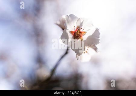 Gros plan d'une fleur d'amandier en fleurs au printemps, de pétales blancs doux et d'un centre rose éclatant au soleil, avec bokeh rêveur et espace de copie pour natu Banque D'Images