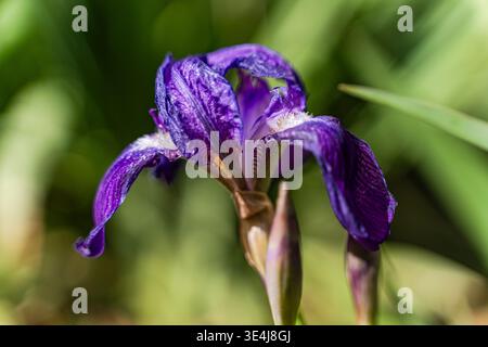 Gros plan d'une fleur d'iris violette fleurie au printemps, avec des pétales délicats et une texture riche, photographiée avec une lumière naturelle douce et un vert flou Banque D'Images