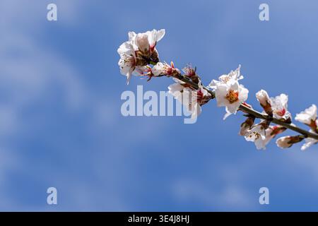De délicates fleurs d'amandiers sur une branche élancée fleurissent à la lumière du soleil printanier, dans un ciel bleu clair, capturant le renouveau saisonnier frais et le calme. Banque D'Images