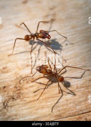 Macro gros plan de deux fourmis coupe-feuilles (fourmis cultivant des champignons) sur une surface en bois texturée. Banque D'Images