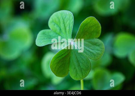 Gros plan d'un trèfle vert éclatant à quatre feuilles avec des feuilles lisses et un fond flou de feuillage vert luxuriant dans un cadre naturel en extérieur Banque D'Images