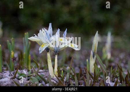 Iris nain « Katharine Hodgkin » fleurissant dans le jardin du début du printemps, pétales à motifs bleu pâle et jaune dans une lumière naturelle douce. Banque D'Images