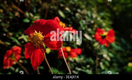 Une superbe photo macro de fleurs rouges vives avec des étamines jaunes complexes fleurissant dans un jardin luxuriant. L'image présente une faible profondeur de champ, beau Banque D'Images