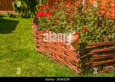 une clôture en osier en bois avec des roses rouges fleurissant derrière elle. une cruche en faïence sur la clôture Banque D'Images