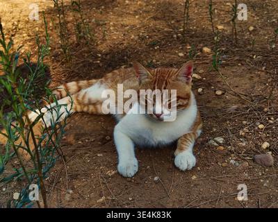 Un charmant chat tabby au gingembre et blanc se trouve les yeux fermés, reposant confortablement sur la terre sèche au milieu de petites plantes vertes. Ce port extérieur paisible Banque D'Images