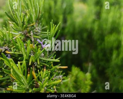 Une macro photographie détaillée mettant en évidence une branche de romarin vert éclatant. De minuscules fleurs violettes délicates sont en fleurs parmi la feuille dense et semblable à une aiguille Banque D'Images