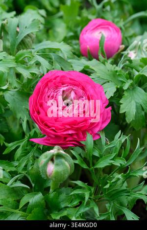 Ranunculus asiaticus Riviera Hot Pink, Ranunculus asiaticus Vortex Hot Pink, entièrement double, fleurs roses en forme de pivoine, Banque D'Images