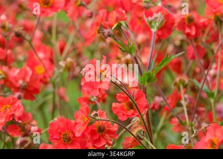Geum Scarlet Tempest, geum Macgeu001, Avens Scarlet Tempest, fleurs rouges écarlate rincées d'abricot Banque D'Images