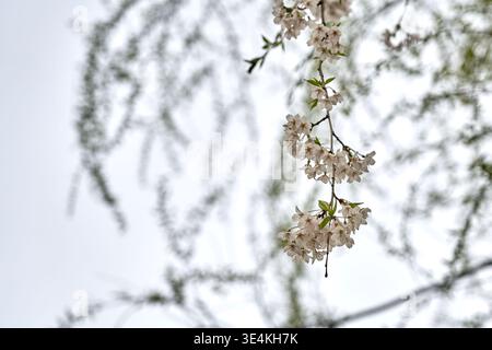 Une gracieuse branche de fleurs de cerisier blanc fleurit à Séoul, en Corée du Sud, au cours d'une matinée printanière lumineuse, avec une vue en bas angle et une vue sélective Banque D'Images