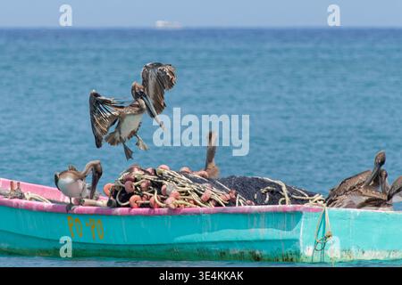 Débarquement juvénile de pélican brun (Pelecanus occidentalis) pour rejoindre d'autres se reposant sur un bateau de pêche amarré juste au large, Great Courland Bay, Tobago, W. Banque D'Images