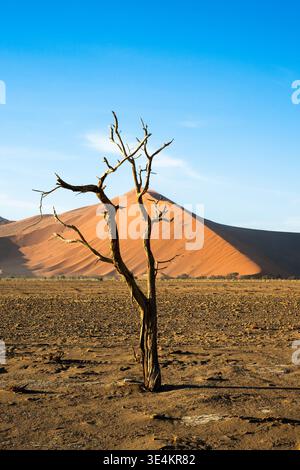 Arbre mort solitaire contre Dune, baigné de lumière chaude, Clay Cracked Foreground, long Shadows s'étirant Banque D'Images