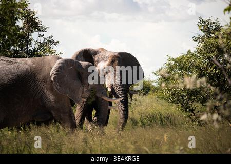 Deux éléphants touchant des troncs dans Bush, interaction rapprochée, connexion émotionnelle, détails de peau rugueuse, chaud Banque D'Images