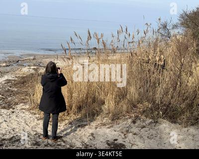 Schilfrohr Frau fotografiert Schilfrohr am Priwall Strand in Travemünde mit dem Handy / femme photographiant des roseaux avec un smartphone sur la plage de Priwall à Travemünde, 25.3.2026 *** femme roseau photographiant des roseaux avec un smartphone sur la plage de Priwall à Travemünde femme photographiant des roseaux avec un smartphone sur la plage de Priwall à Travemünde, 25 3 2026 Banque D'Images