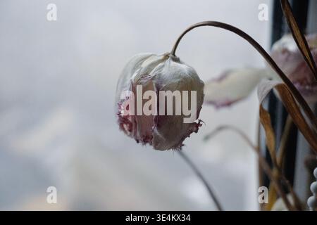 Une seule tulipe flétrie se plie gracieusement, ses pétales de couleur crème aux bords frangés rose-violet maintenant fins et translucides. Une tige courbée et un sourcil séché Banque D'Images