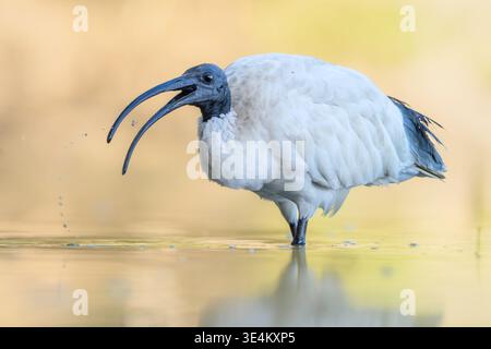 Gros plan latéral d'un ibis blanc australien (Threskiornis moluccus) debout dans des eaux peu profondes jetant une proie dans les airs, Australie Banque D'Images