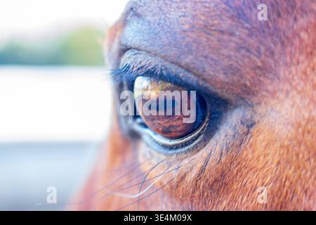 Un cliché macro extrême en gros plan capturant les détails complexes de l'œil, des cils et d'une subtile réflexion de paysage d'un cheval bai Banque D'Images