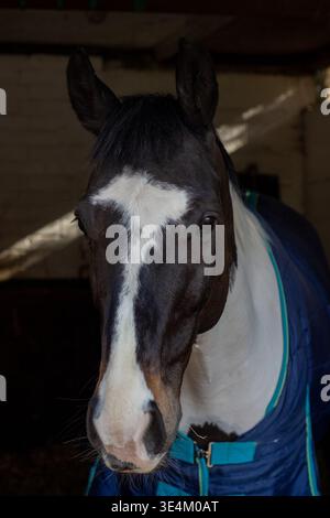 Un portrait en gros plan d'un cheval pie noir et blanc portant une couverture stable bleue, regardant directement l'appareil photo dans un box d'écurie. Banque D'Images