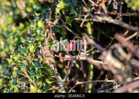 Une seule baie rouge vif se détache sur les feuilles vertes épineuses et les branches brunes enchevêtrées d'une haie d'houx hivernale. Banque D'Images