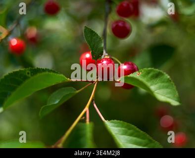 Une photographie rapprochée de cerises rouges mûres suspendues à une branche d'arbre au milieu de feuilles vertes éclatantes. Les cerises sont doreuses et brillantes, Banque D'Images