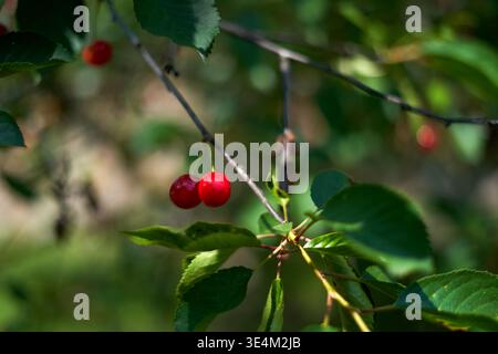 Une photographie rapprochée de cerises rouges mûres et éclatantes suspendues à une branche d'arbre mince au milieu de feuilles vertes luxuriantes. L'image présente une faible profondeur de Banque D'Images