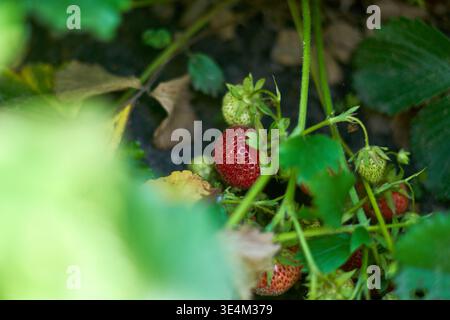 Photographie rapprochée de fraises rouges mûres et de fraises vertes non mûres poussant sur la plante parmi les feuilles et les tiges vertes. L'image présente un Banque D'Images