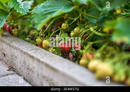 Une vue rapprochée de plants de fraises poussant dans un lit de jardin surélevé bordé de béton. L'image montre un mélange de fraises rouges mûres et non mûres Banque D'Images