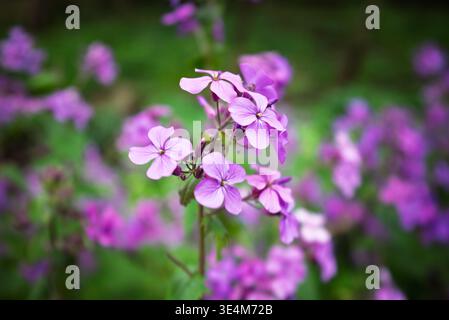 Les fleurs violettes éclatantes d'honnêteté (Lunaria annua) fleurissent dans un jardin, mettant en valeur leurs pétales délicats et ajoutant une touche de couleur au paysage Banque D'Images