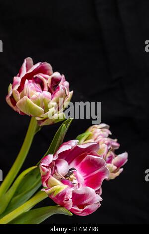Gros plan de trois tulipes roses éclatantes avec des tiges et des feuilles vert pâle sur fond noir profond. Pétales magenta riches, texture subtile, angle bas v Banque D'Images