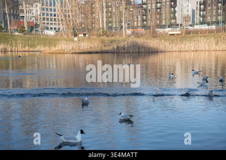 scène urbaine au bord du lac baignée par une lumière chaude en fin d'après-midi : mouettes et oiseaux aquatiques flottant et éclaboussant sur l'eau réfléchissante calme, roseaux, rivage herbeux Banque D'Images