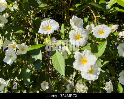 Plante Solanum rantonnetii, fleurs blanches avec étamines jaunes, feuilles vert vif vue en gros plan. Pomme de terre, White Charles ou Lycianthes rantonnetii Banque D'Images