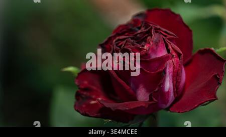 Luxor Hybrid Tea Rose rouge et blanc gros plan macro sans épines Banque D'Images