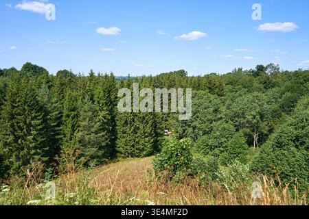 Une vue panoramique d'une forêt dense mixte sous un ciel bleu lumineux d'été avec des nuages blancs dispersés. Le premier plan présente de grandes herbes sauvages et Banque D'Images