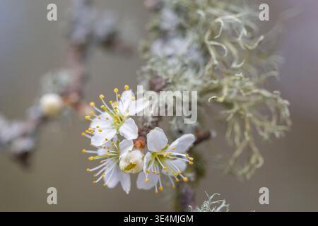 Gros plan de la fleur de blackthorn avec lichen au début du printemps Banque D'Images