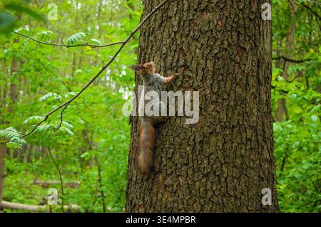 Un écureuil grimpe sur un tronc d'arbre dans une forêt printanière Banque D'Images