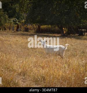Une chèvre domestique blanche solitaire avec des cornes regarde la caméra tout en se tenant debout dans un pâturage rustique d'herbe sèche et brun doré. La lumière naturelle s'illumine Banque D'Images