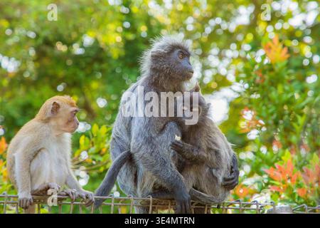 Portrait de langur gris touffeté Semnopithecus priam, également connu sous le nom de langur gris Madras, et langur sacré Coromandel. singe gris drôle shaggy vivant fr Banque D'Images
