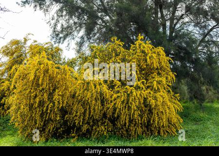 Arbuste d'acacia dense couvert de fleurs jaunes vibrantes poussant dans un cadre naturel vert. Banque D'Images