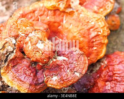 Macro de champignon Rieshi Banque D'Images