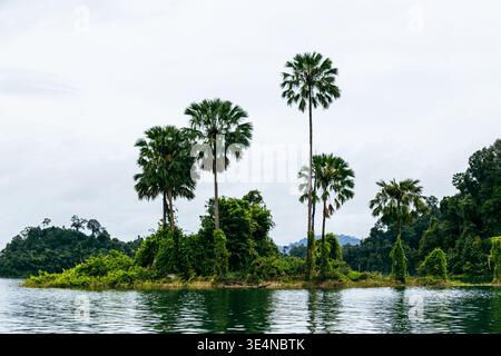Une petite île s'élève d'une eau calme, couverte d'une végétation dense et de plusieurs grands palmiers atteignant au-dessus de la canopée. Banque D'Images