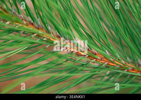 Plan macro détaillé d'aiguilles de pin vert éclatant et d'écorce texturée avec un arrière-plan bokeh doux Banque D'Images