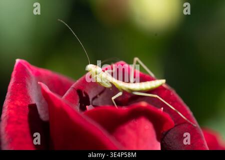 Plan macro d'une petite nymphe de la mante en prière vert pâle perchée sur un pétale de rose rouge Bordeaux profond et éclatant. Fond bokeh vert doux en journée naturelle Banque D'Images