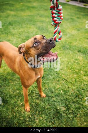 Boxer Boxer allemand avec une expression comique regarde avec impatience un jouet de corde coloré dans une cour herbeuse, prêt à jouer et plein d'énergie Banque D'Images