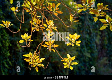Les feuilles et les extrémités des branches d'une figue de Port Jackson (Ficus,rubiginosa) pendante au soleil, poussant sur la ligne de rivage du port de Sydney en Australie Banque D'Images
