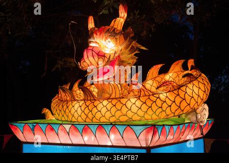 Une lanterne dragon dorée exposée lors des célébrations du nouvel an chinois Banque D'Images