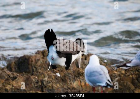 Petit shag / kawaupaka (Microcarbo melanoleucos) déféquant sur les rochers côtiers, Plimmerton Beach, Wellington Banque D'Images
