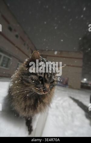 La neige tombe sur le chat gris la nuit. Grand angle, gros plan. Banque D'Images