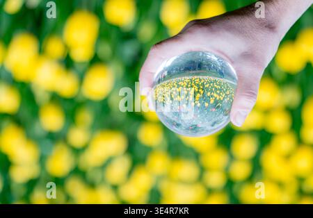 Tulipes à ressort réfléchissantes tenant dans la main une boule de cristal Banque D'Images